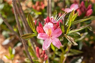  - Rhododendron viscosum 'Juniduft'