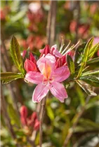  - Rhododendron viscosum 'Juniduft'