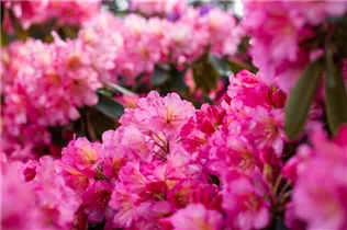  - Rhododendron 'Shazaan'