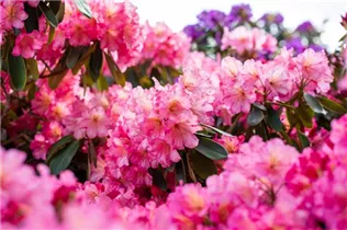  - Rhododendron 'Shazaan'