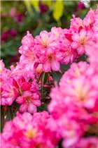  - Rhododendron 'Shazaan'