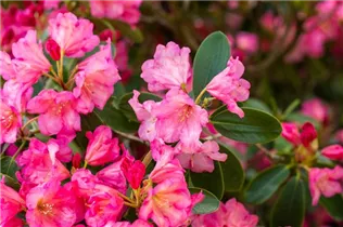  - Rhododendron 'Shazaan'
