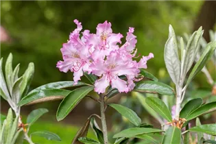  - Rhododendron viscosum 'Millenium'