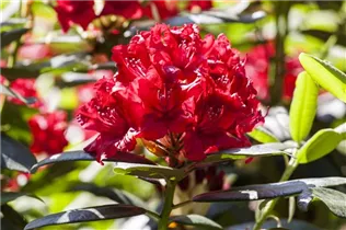  - Rhododendron 'Vulcan'