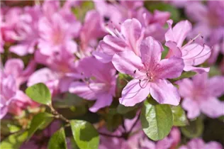  - Rhododendron 'Vuyk´s Rosyred'