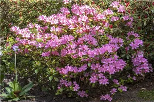  - Rhododendron 'Vuyk´s Rosyred'