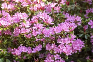  - Rhododendron 'Vuyk´s Rosyred'