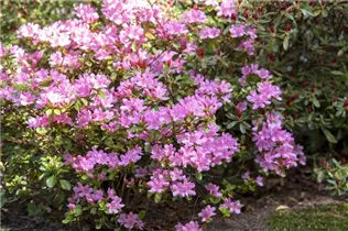  - Rhododendron 'Vuyk´s Rosyred'