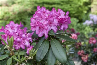  - Rhododendron 'Walküre'®