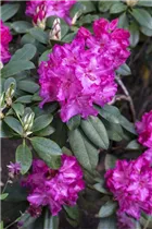  - Rhododendron 'Walküre'®