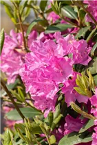  - Rhododendron 'Walküre'®