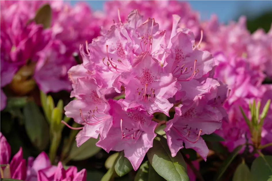 Rhododendron 'Walkre'