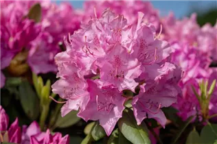  - Rhododendron 'Walküre'®