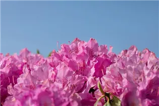  - Rhododendron 'Walküre'®