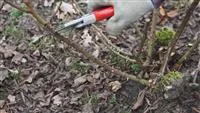 - Beetrosen - Zurückschneiden im Frühling  - Beetrosen - Zurückschneiden im Frühling