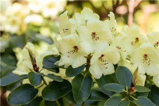  - Rhododendron wardii