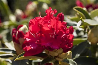  - Rhododendron 'Wilgen´s Ruby'