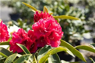  - Rhododendron 'Wilgen´s Ruby'