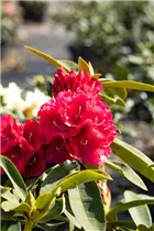  - Rhododendron 'Wilgen´s Ruby'