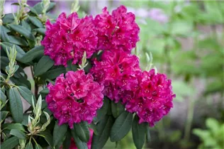  - Rhododendron 'William Austin'