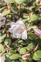  - Rhododendron williamsianum
