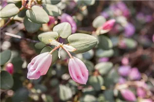  - Rhododendron williamsianum