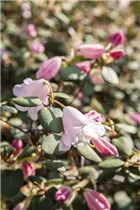  - Rhododendron williamsianum