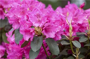  - Rhododendron williamsianum 'August Lamken'