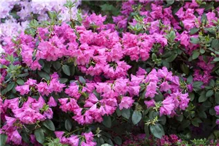  - Rhododendron williamsianum 'August Lamken'