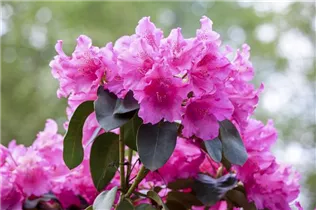 - Rhododendron williamsianum 'August Lamken'