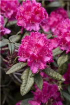  - Rhododendron williamsianum 'August Lamken'