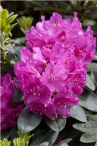  - Rhododendron williamsianum 'August Lamken'