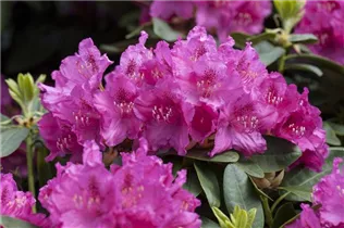  - Rhododendron williamsianum 'August Lamken'