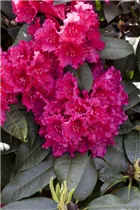 - Rhododendron williamsianum 'August Lamken'