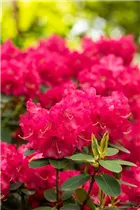 - Rhododendron williamsianum 'Bremen'  - Rhododendron williamsianum 'Bremen'