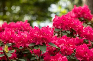 - Rhododendron williamsianum 'Bremen'  - Rhododendron williamsianum 'Bremen'