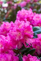  - Rhododendron williamsianum 'Rodrigo'