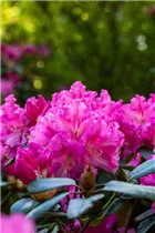  - Rhododendron williamsianum 'Rodrigo'