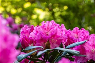  - Rhododendron williamsianum 'Rodrigo'