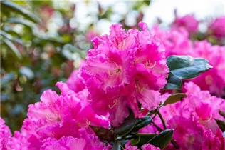  - Rhododendron williamsianum 'Rodrigo'