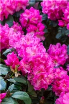  - Rhododendron williamsianum 'Rodrigo'