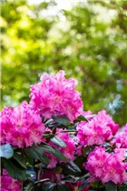  - Rhododendron williamsianum 'Rodrigo'