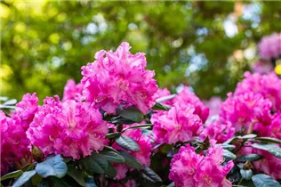  - Rhododendron williamsianum 'Rodrigo'