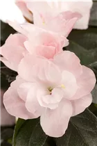  - Rhododendron simsii 'Terra Nova'