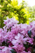  - Rhododendron williamsianum 'Rotes Barett'