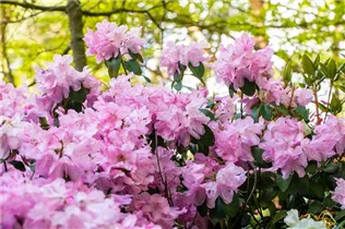  - Rhododendron williamsianum 'Rotes Barett'