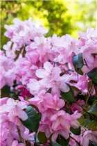  - Rhododendron williamsianum 'Rotes Barett'