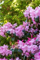  - Rhododendron williamsianum 'Rotes Barett'