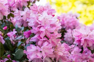  - Rhododendron williamsianum 'Rotes Barett'