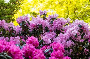  - Rhododendron williamsianum 'Rotes Barett'